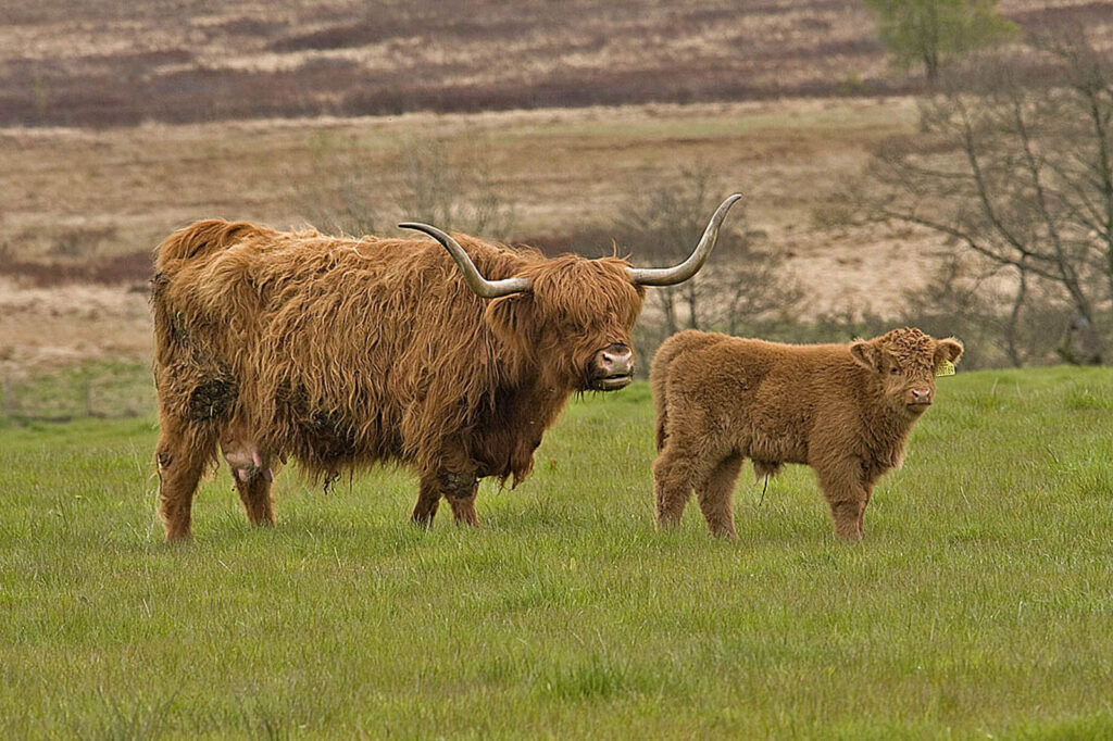 Highland Cow Photo