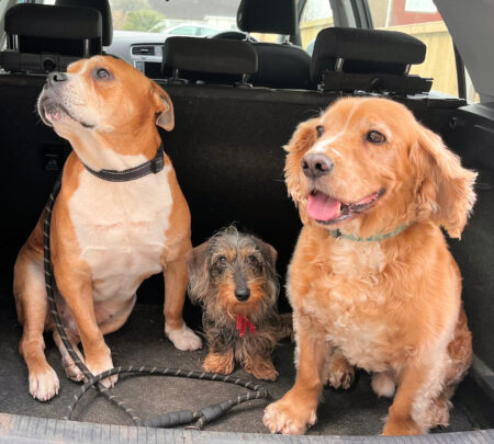 Three Dog Portrait For Bespoke Weathervane - Spaniel Staffy Terrier